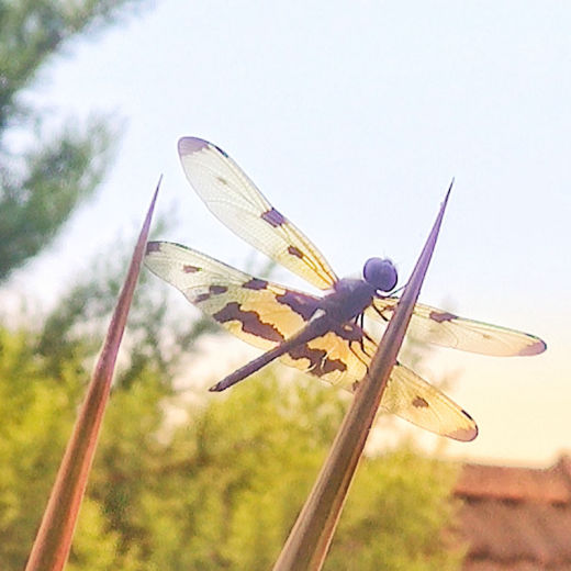 A dragonfly on a stalk