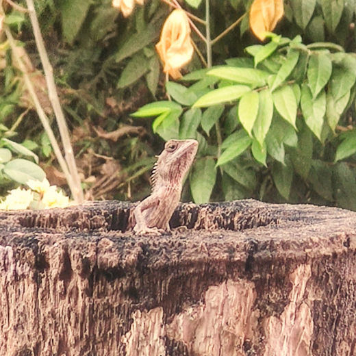 Basking in the morning sun