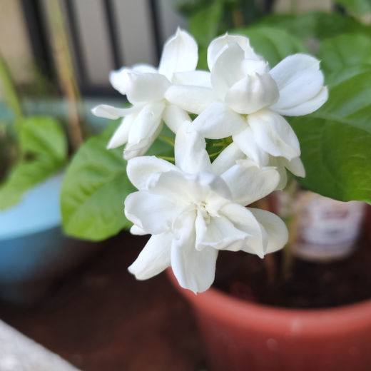 Jasmine bloom 