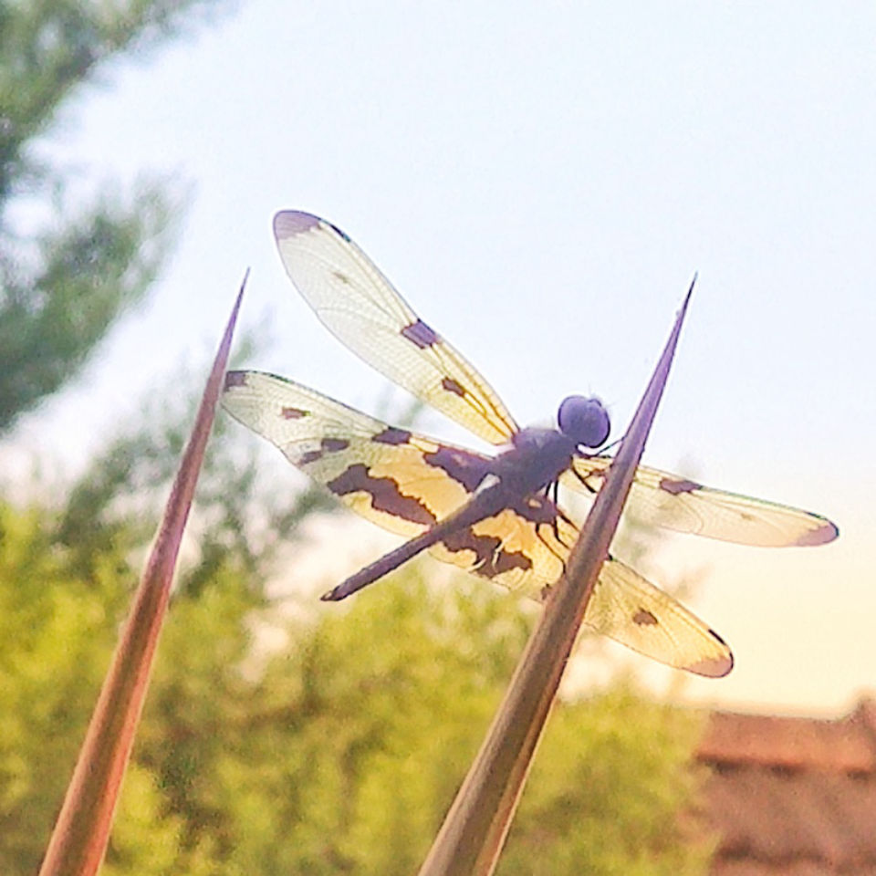 A dragonfly on a stalk