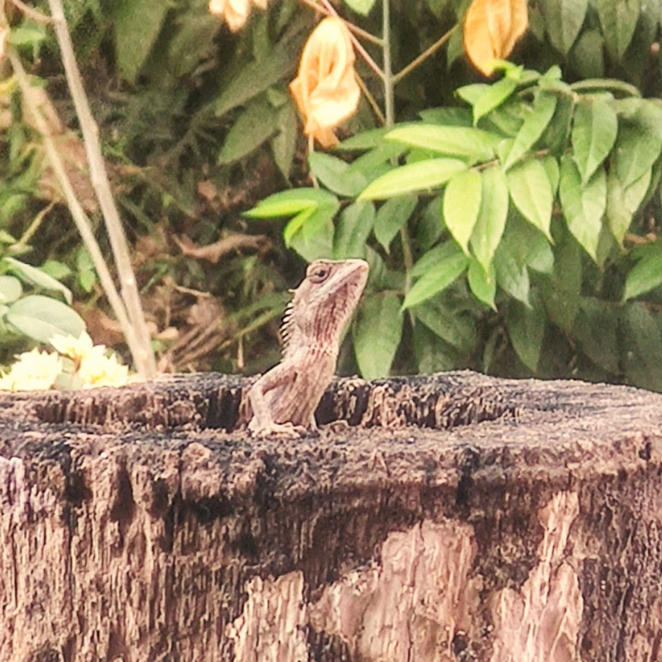 Basking in the morning sun