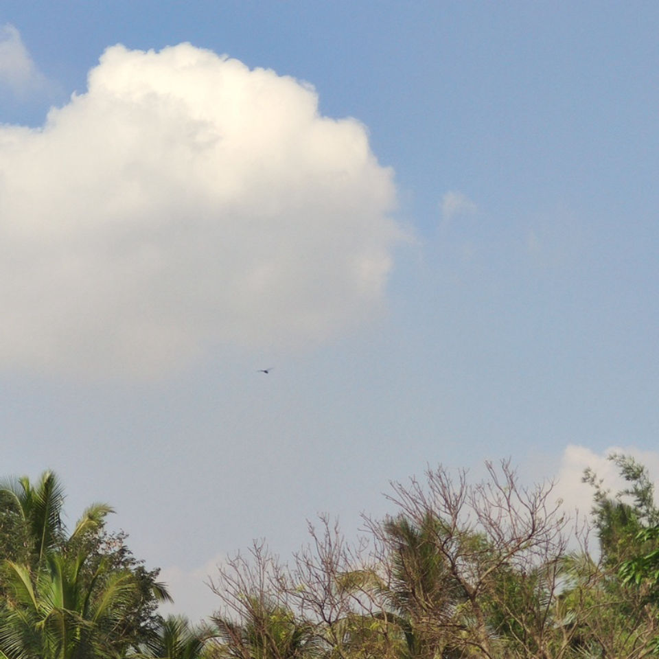 A lonely dragonfly in search of something...