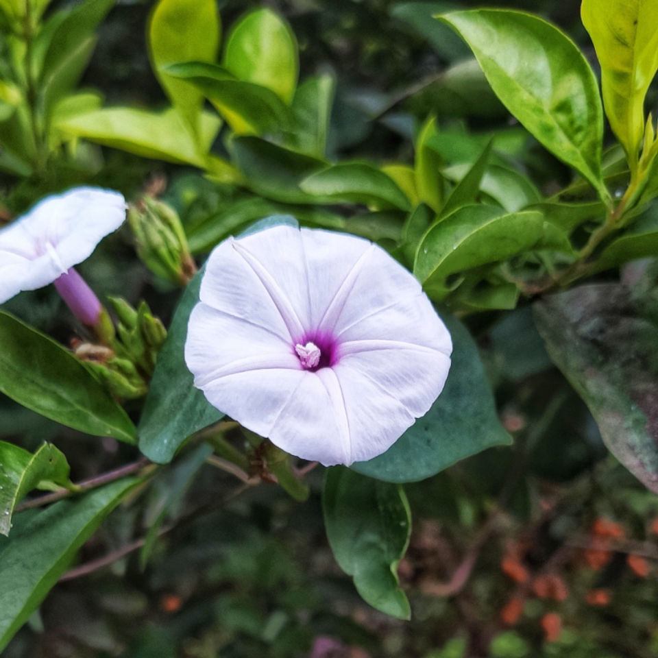 Waiting for a bee...